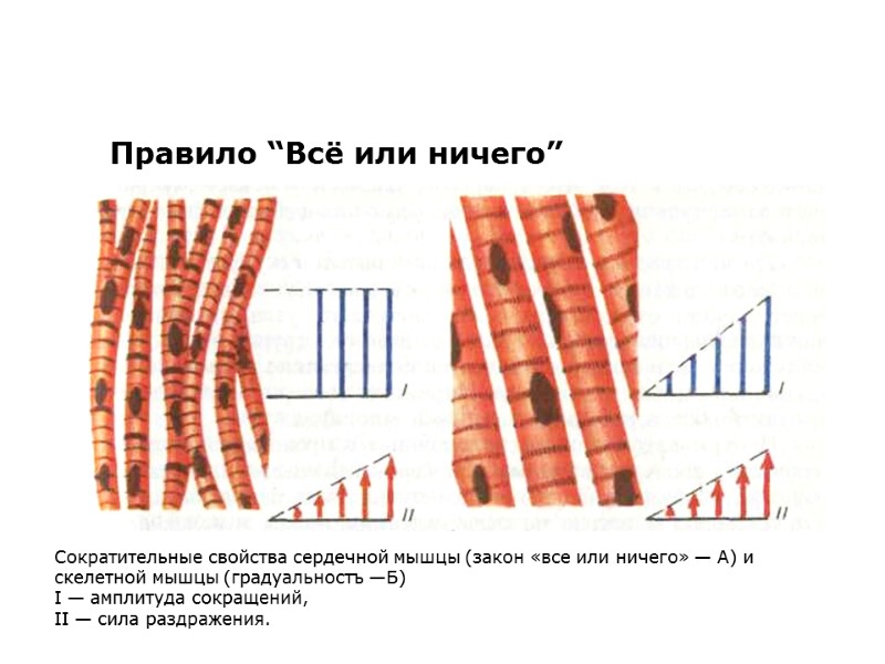 Правило “Всё или ничего” Сократительные свойства сердечной мышцы (закон «все или ничего» — А)